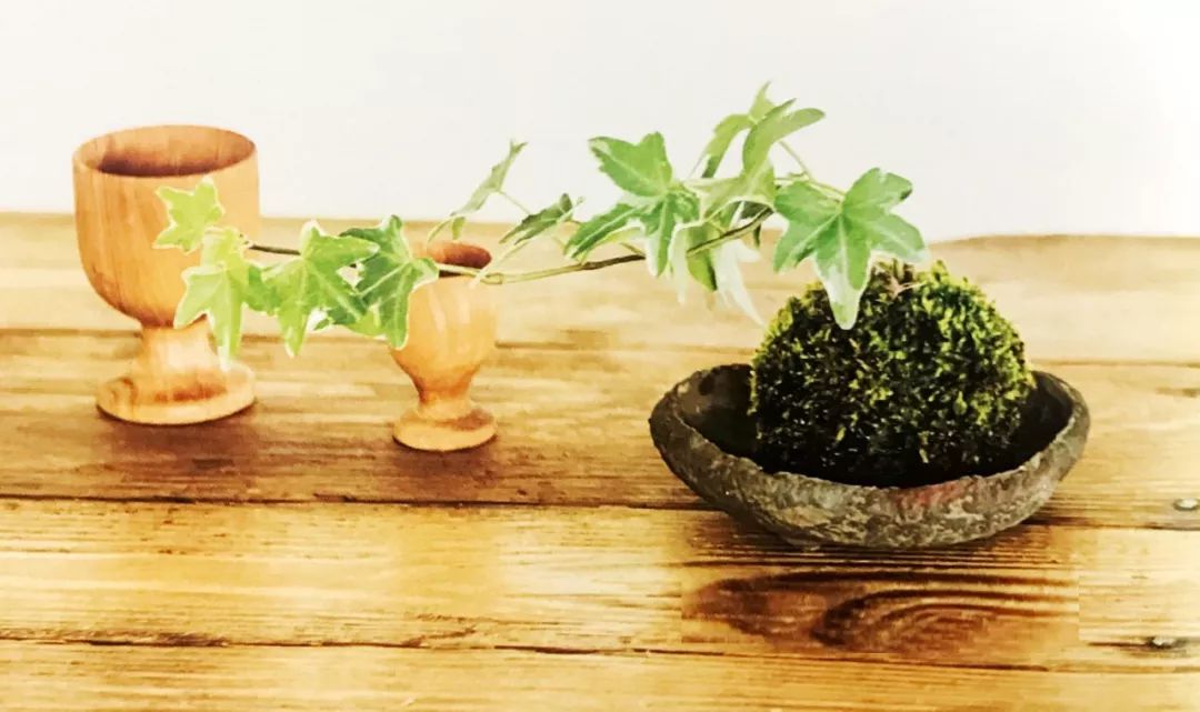 适合做苔玉的苔藓有哪些,适合做苔玉的苔藓