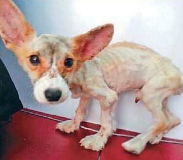 柯基狗一旦出现5个表现,柯基犬难养的五种原因