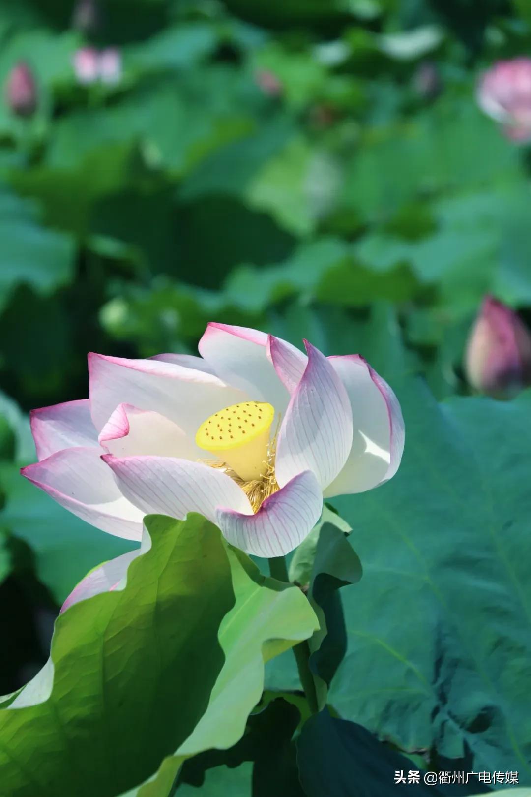 赏荷地图最新版,衢州赏荷