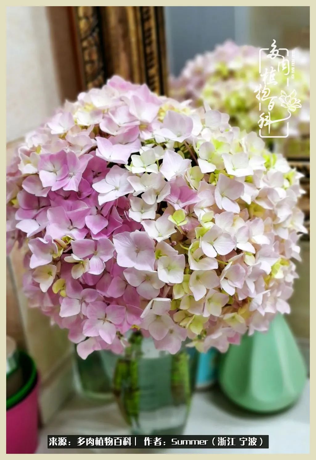 多肉小白新手入门,多肉新手上路请多指教