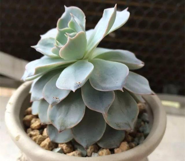 没躲过夏季多肉陡长,学习大神这样做,养成绝美老桩