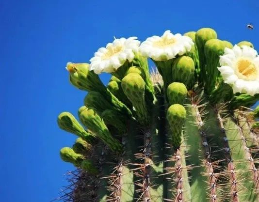 各国国花及花语英文,世界各国的国花资料