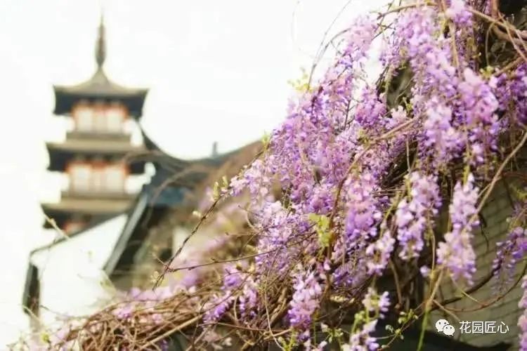 紫藤花开不负春光不负卿什么意思,紫藤花开岁月静好