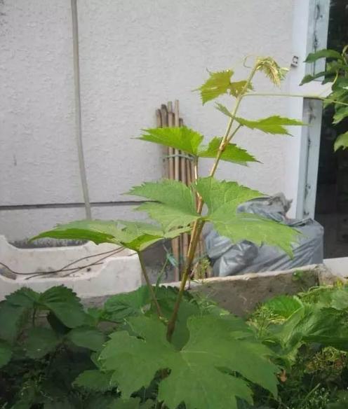 阳台种植葡萄怎样才能多果甜,阳台上种葡萄的正确方法
