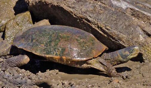 黄喉石龟图片大全,欧洲黄喉