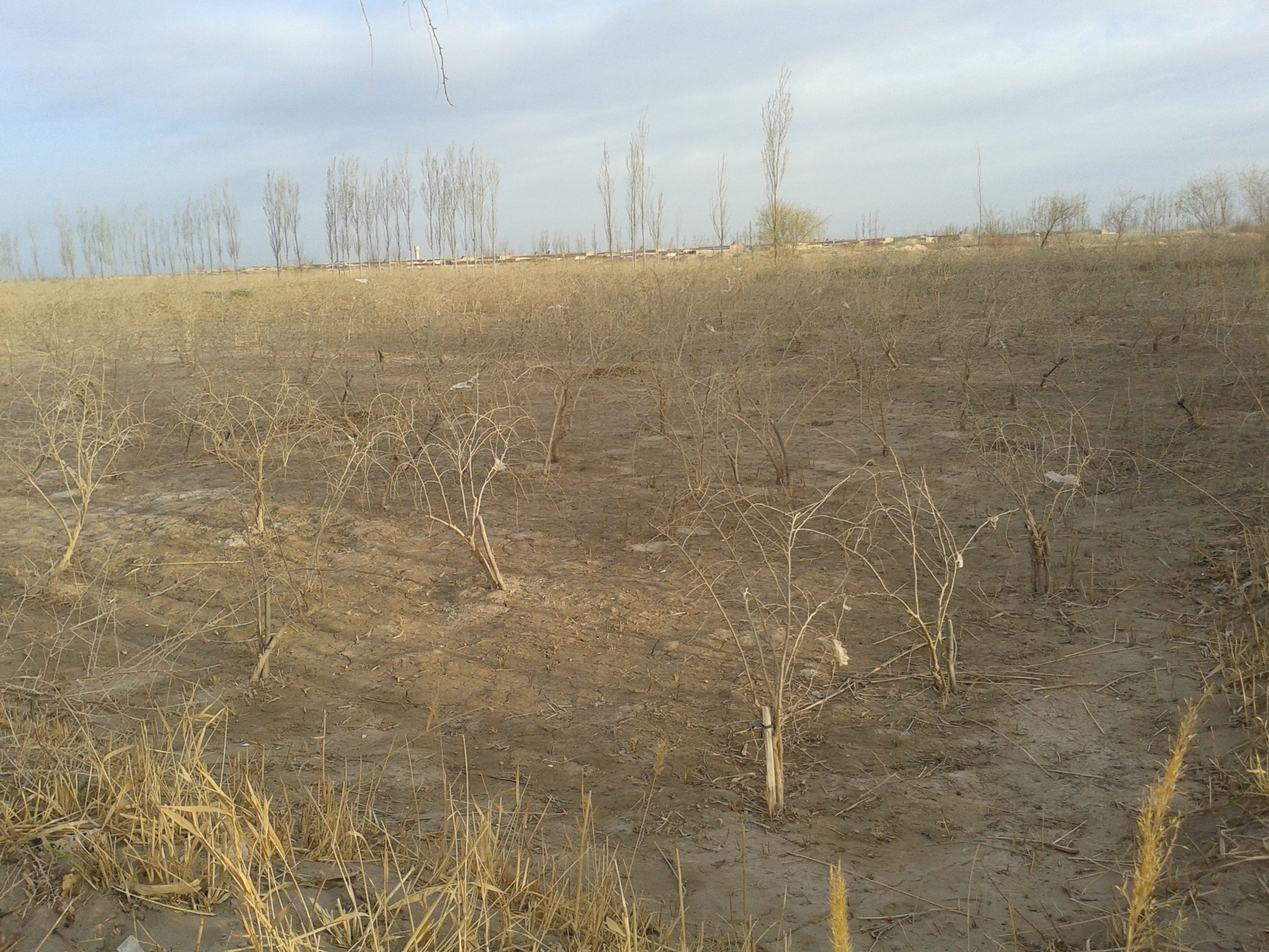 乡村振兴致富带头人政策作用,新农村致富好项目