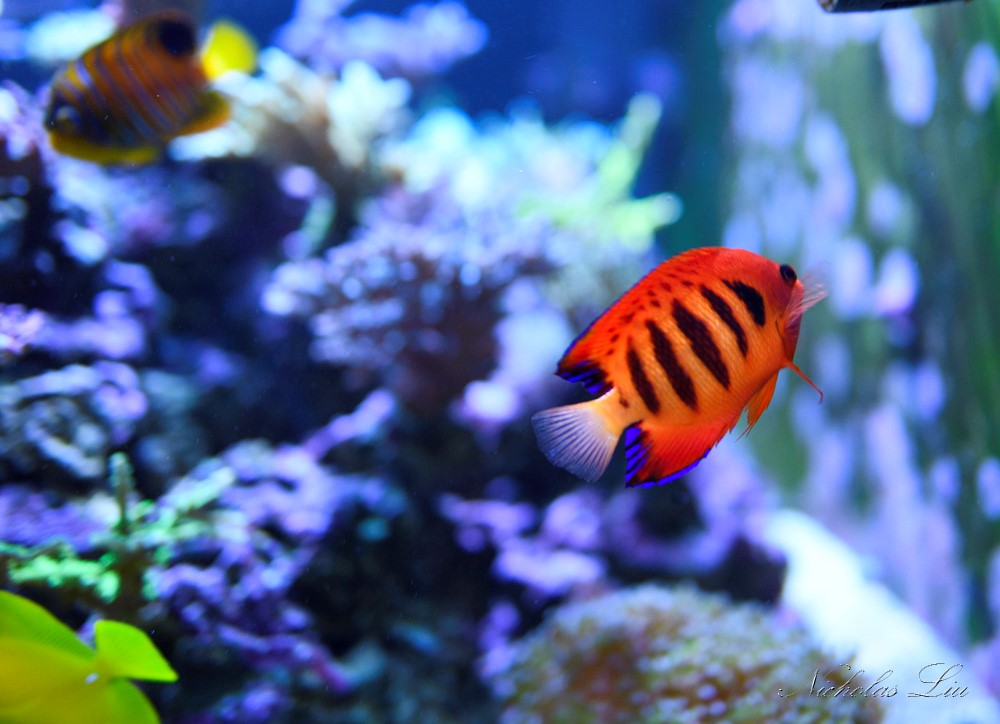 经典海水礁岩生态缸分享，180×120×60厘米三面观赏海缸