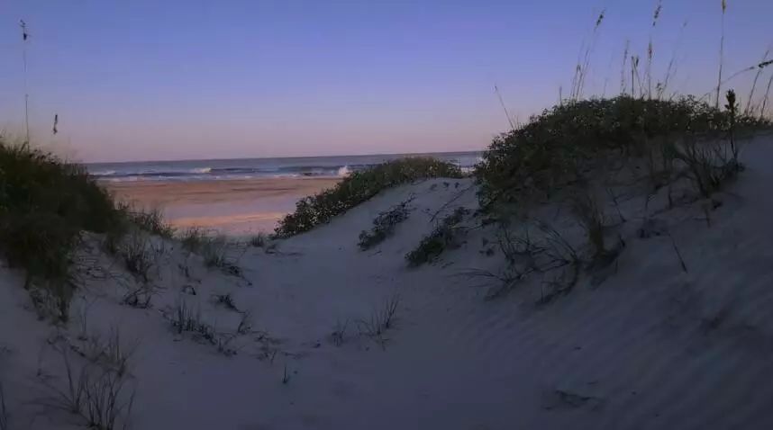 仙人掌在沙漠里是怎么生存下来的,在沙漠怎么才能活下来