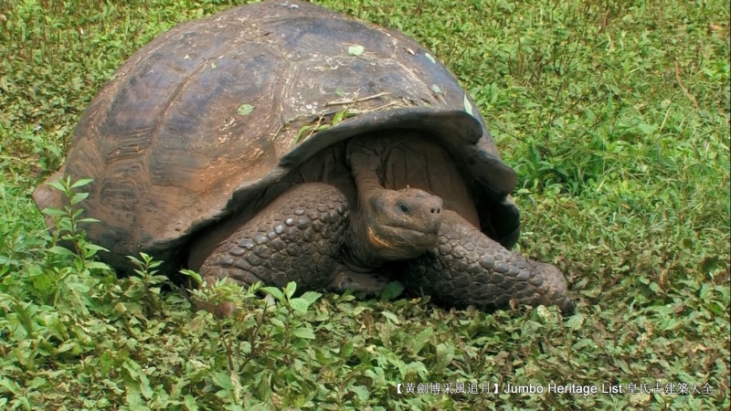 世界上最长寿的象龟多少岁,迄今发现最长寿的龟
