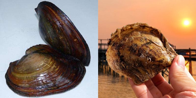 12毫米的淡水珍珠多少钱一颗,疯狂的黑珍珠