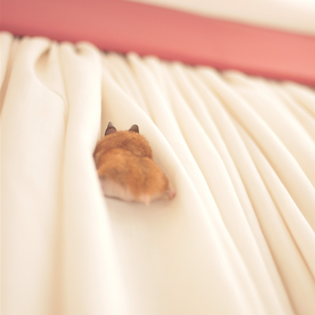 仓鼠爬窗帘,仓鼠爬窗帘上怎么办