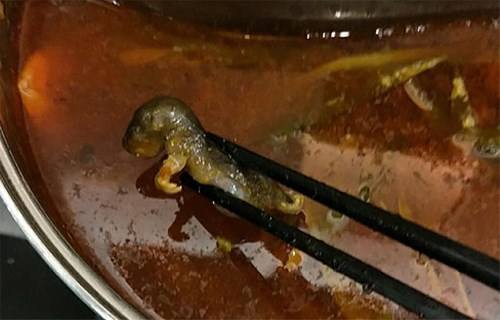 海底捞老鼠门事件全过程,海底捞吃出老鼠事件