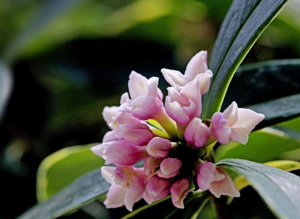 金边瑞香有花苞了，加强几点养护，叶绿根壮，花香满屋