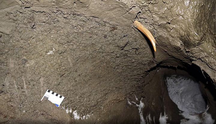 挖掘猛犸象骸骨,史前猛犸象遗骨