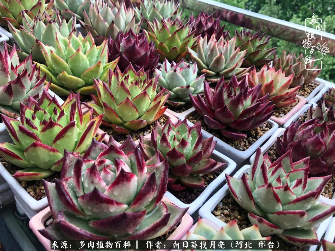 耐高温适合露养的多肉,冬日的露养多肉