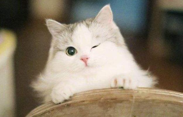 猫中的小仙女有哪些,猫中小仙女是什么