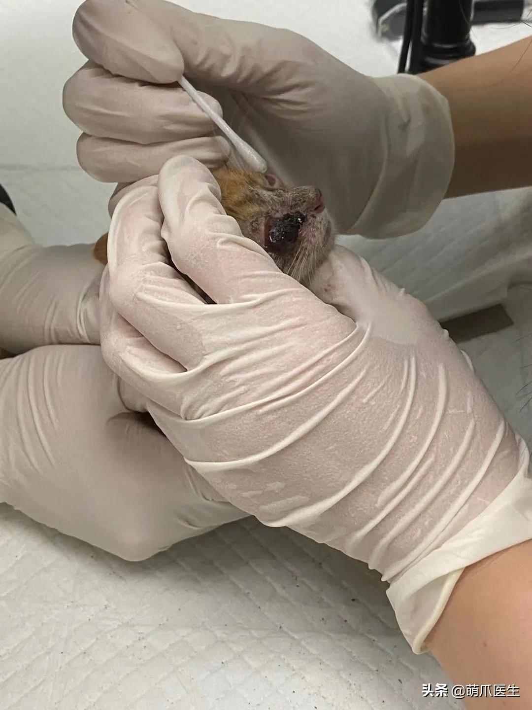 双目失明的猫咪好养吗,瞎了一只眼睛的猫能养吗