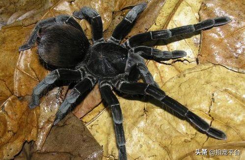 蜘蛛爬宠新人注意事项,刚买过来的宠物蜘蛛应该怎么养