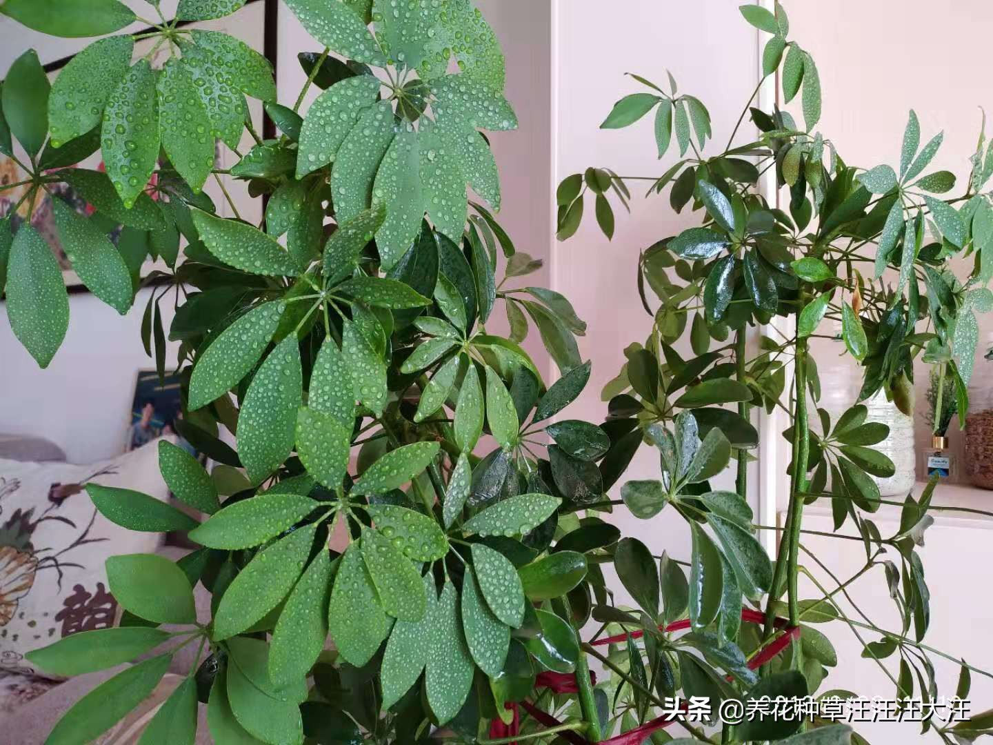 八方来财叶子掉光了怎么办,八方来财叶子黄了有斑点