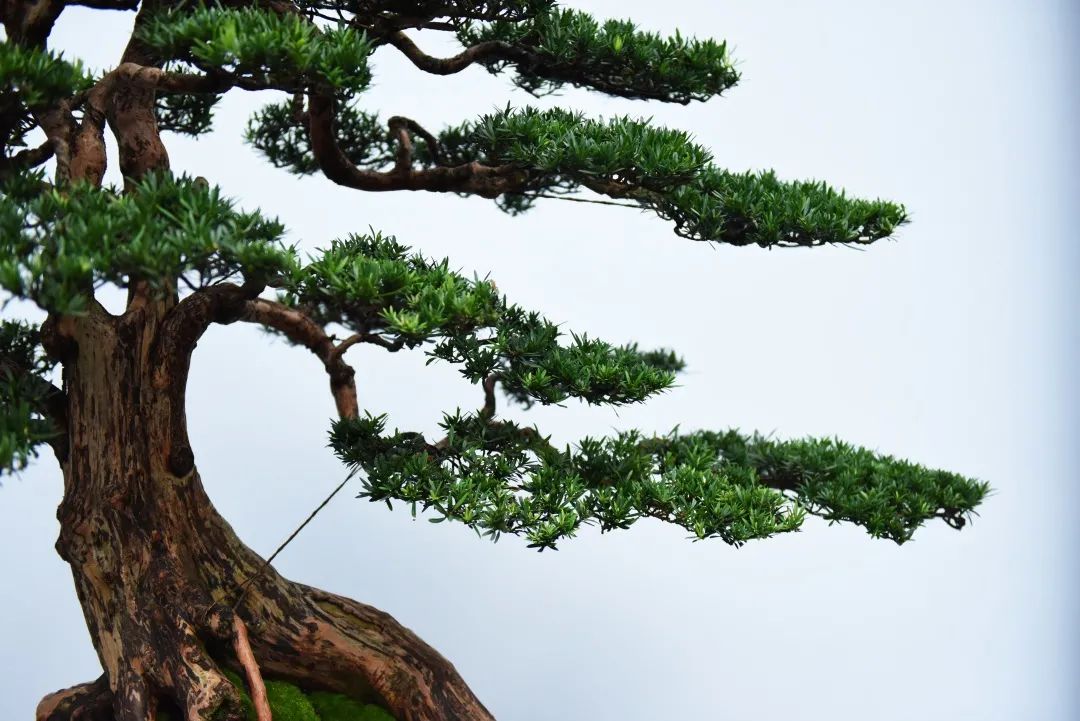 国庆大赏2020,国庆出行大赏