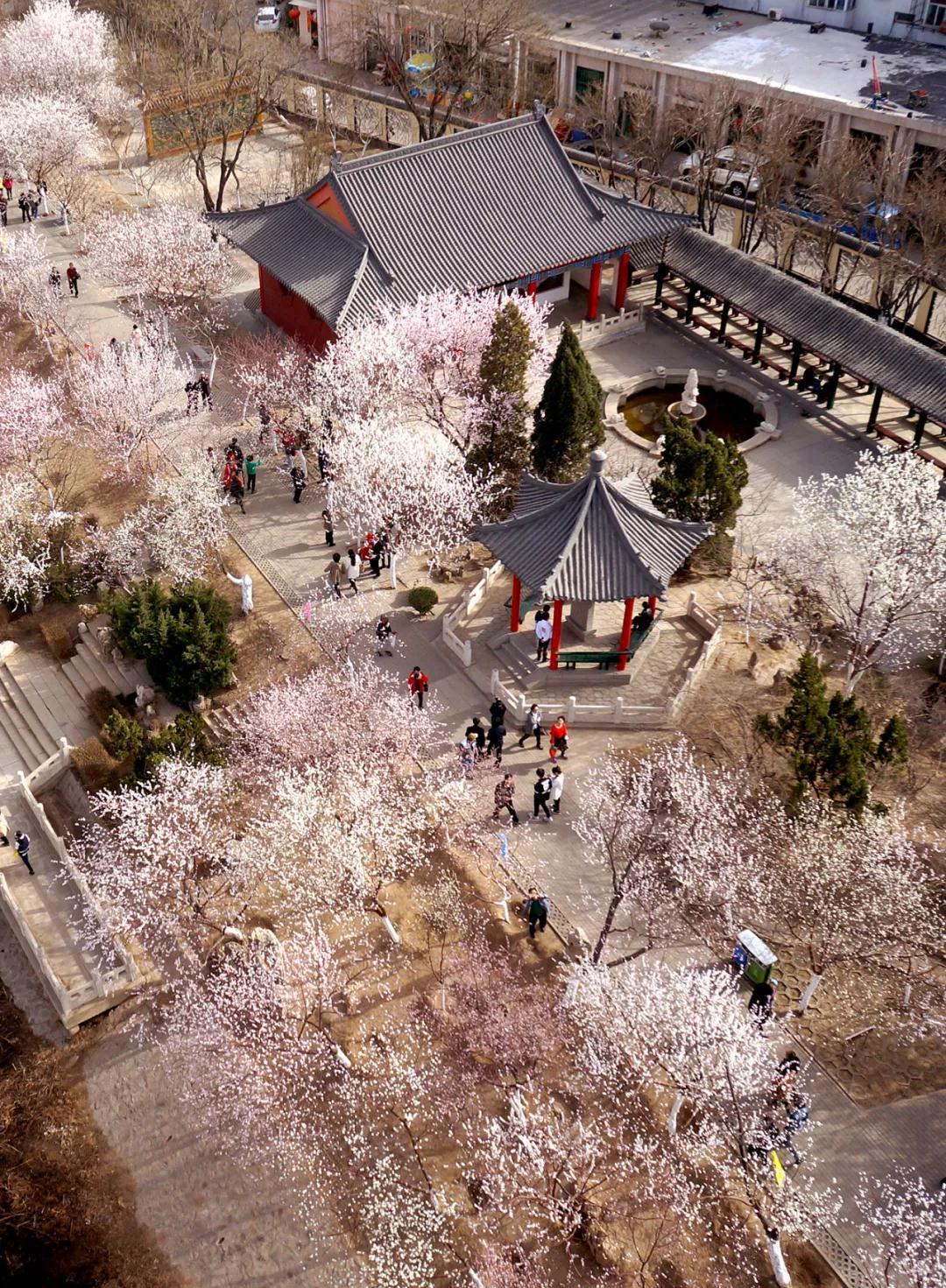 天津春天最美的花园,天津春天去赏花