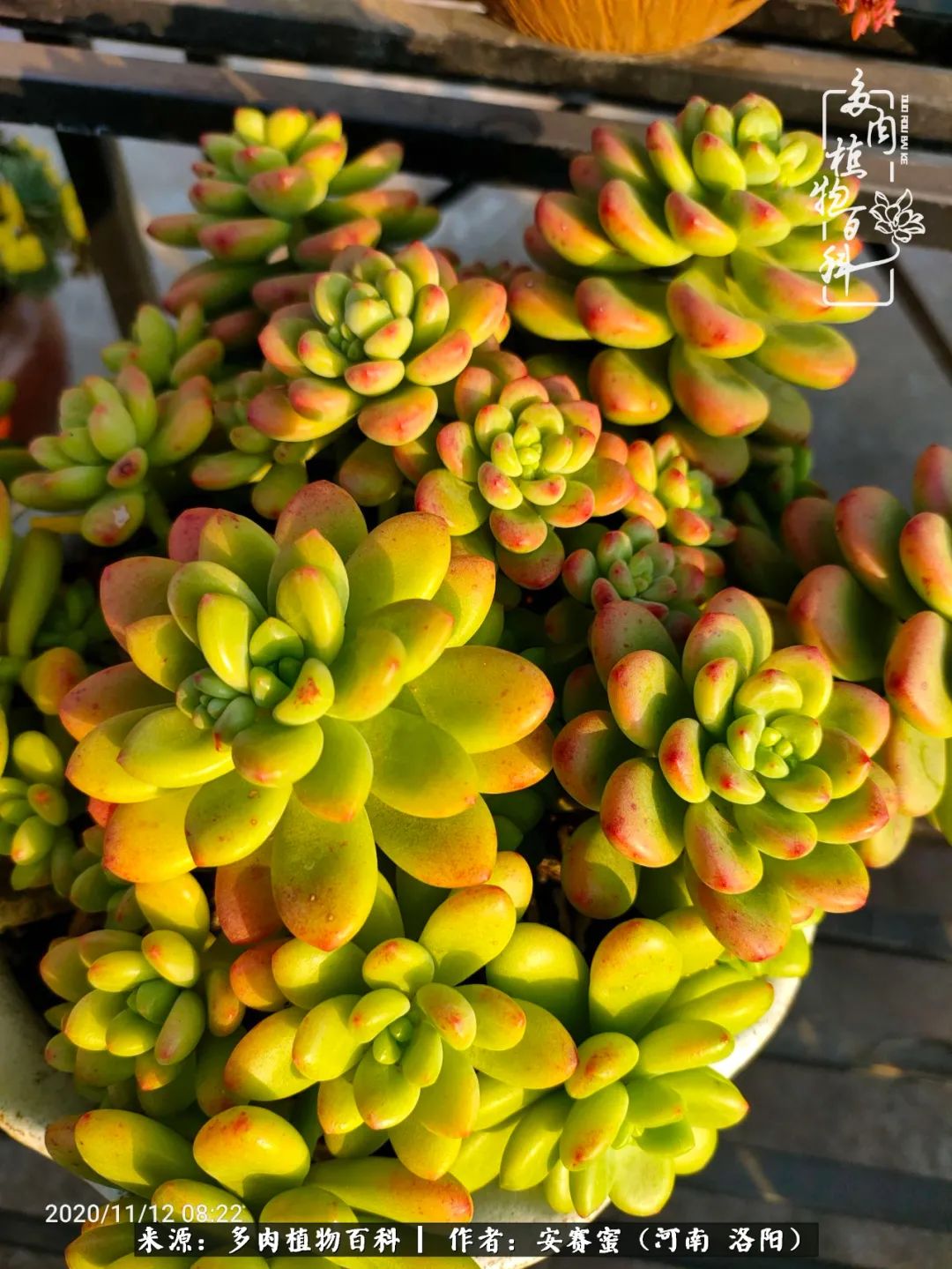 现在是多肉最美的季节,多肉最美的季节来啦