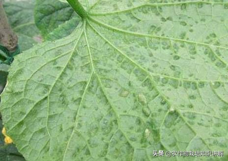 黄瓜角斑病非常严重怎么办,黄瓜细菌性角斑病