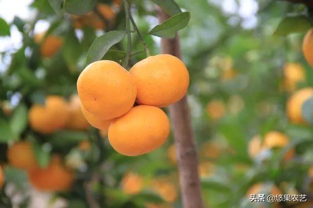 如何选择适合的果树品种,果树栽培品种的选择