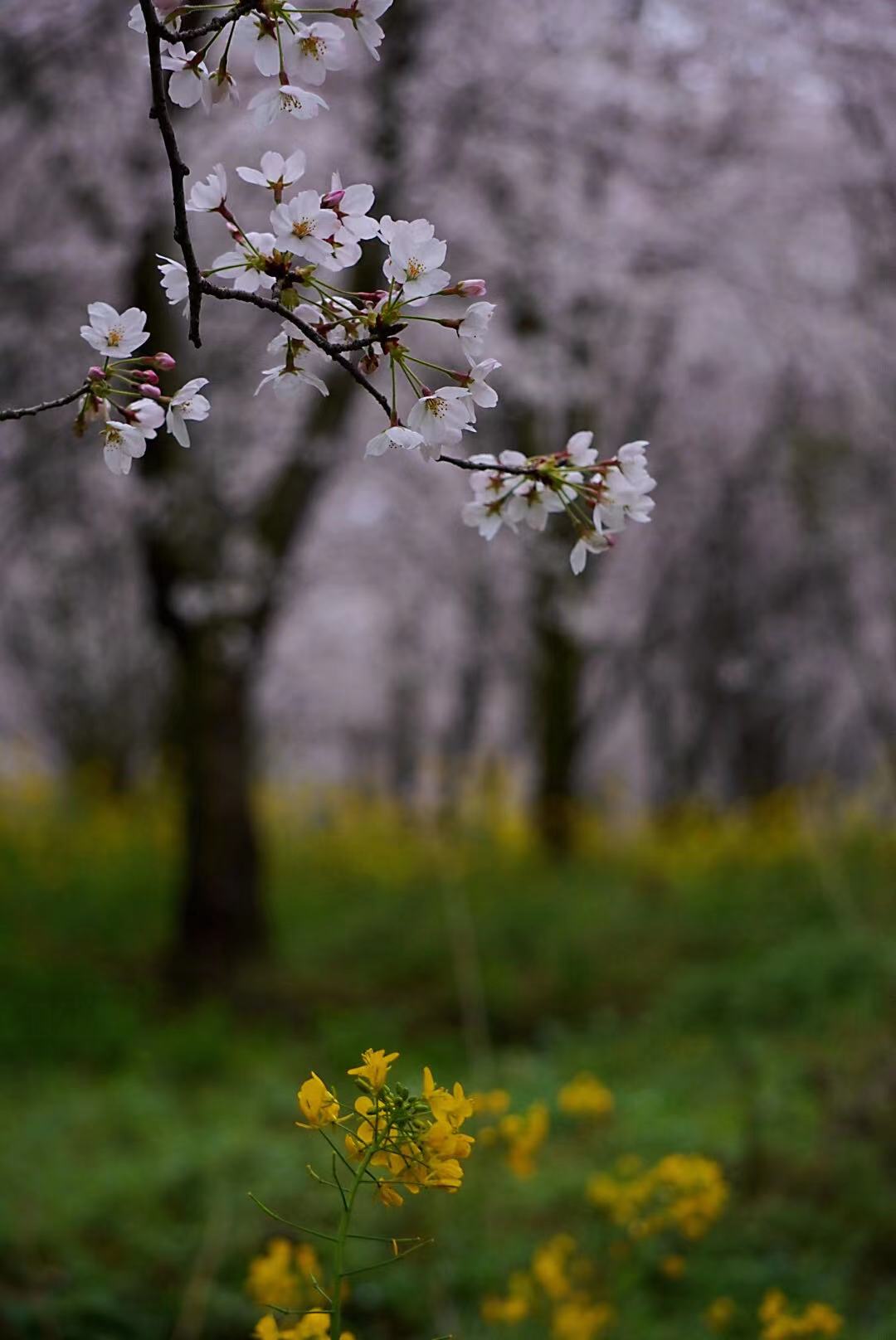 日本人看火遍全网的贵州平坝樱花,贵州平坝的樱花什么时候观赏最佳