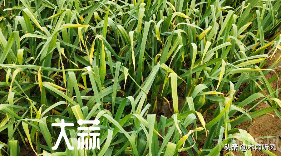 大蒜小葱得了黄锈病怎么治,大蒜锈病如何防治效果好
