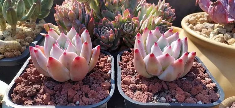 养多肉植物修身养性,多肉的习性和日常养护方法