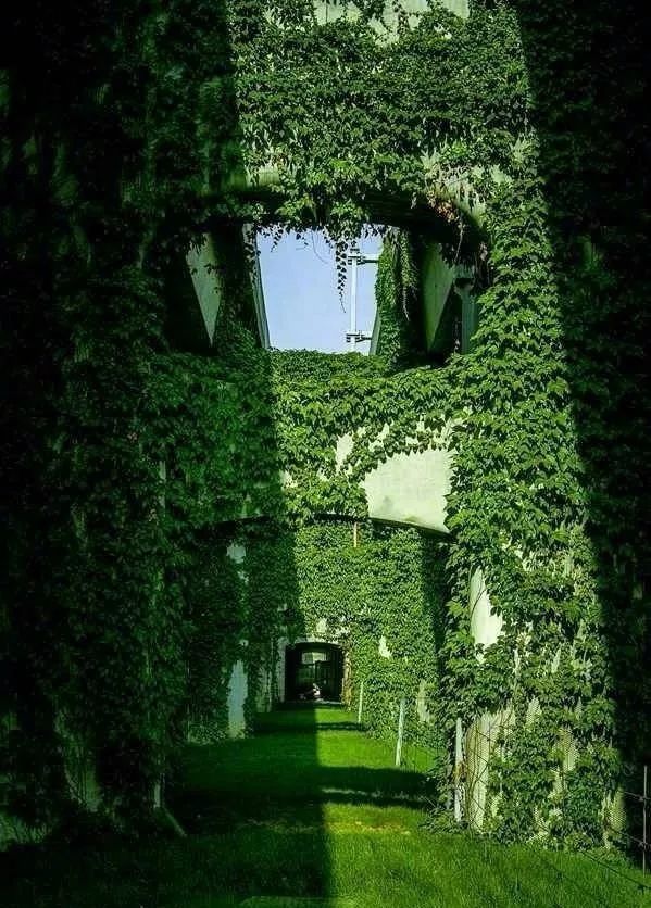 成都二环绿化,成都二环绿植视频