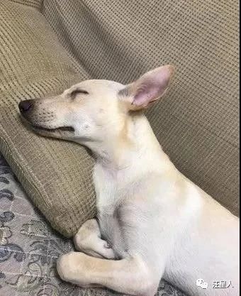 汪见镜头秒伸“嫩白大长腿”摆拍，网友见私密巧思：很懂遮呀