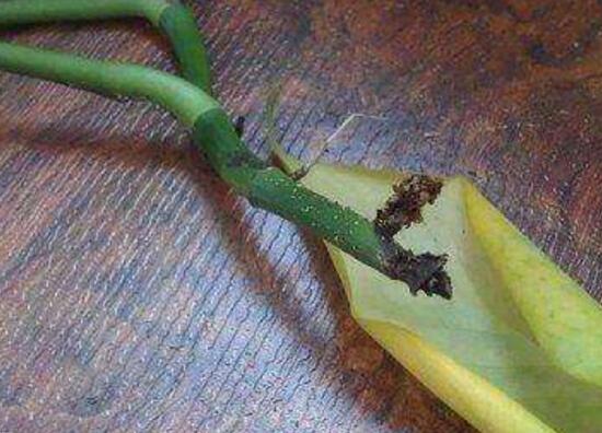 马蹄莲烂根了的处理方法,马蹄莲烂根的原因和治疗方法