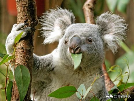 网易考拉跨境电商,网易考拉盈利模式分析