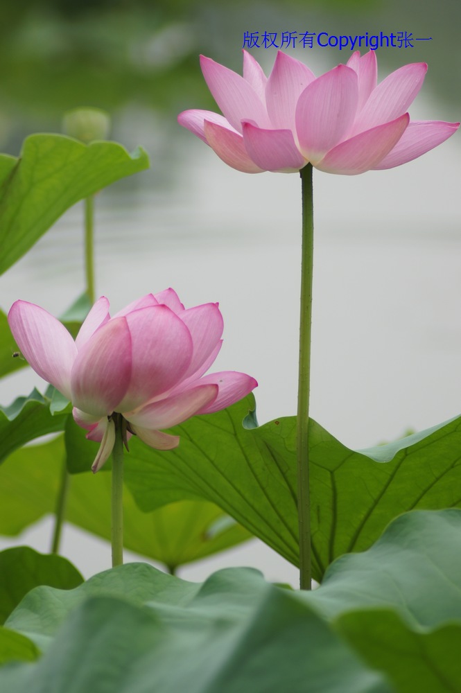 北京紫竹院的荷花：德国Pentacon与日本Minolta镜头实拍对比