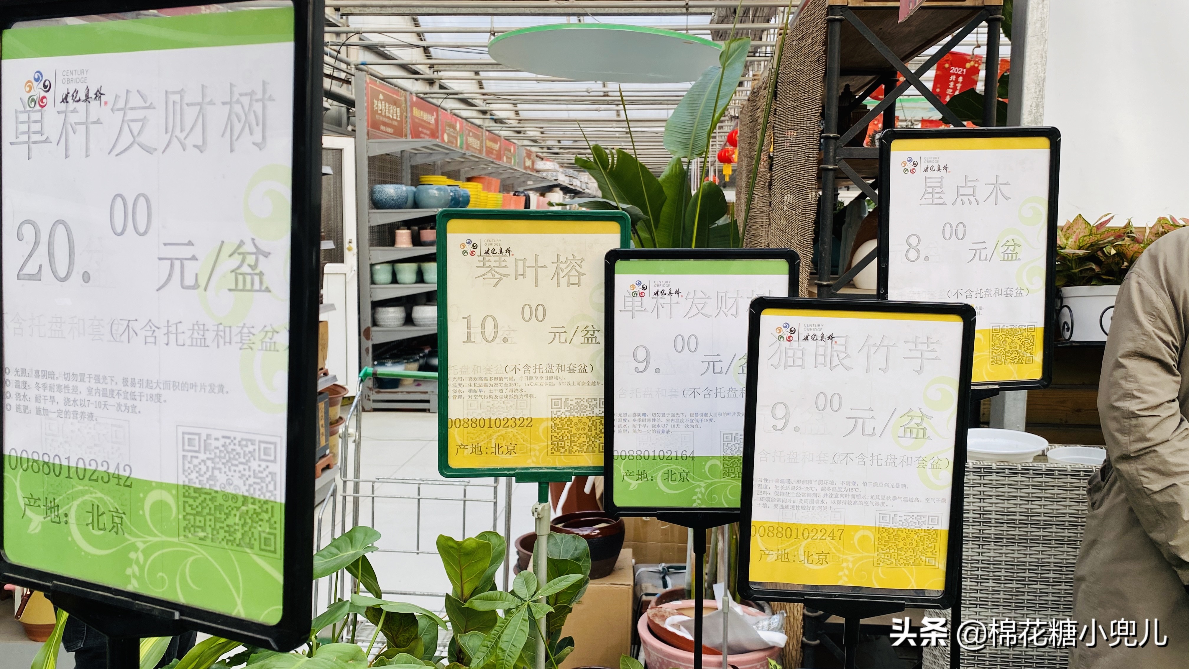 北京最大花卉绿植市场,北京最便宜绿植花卉市场