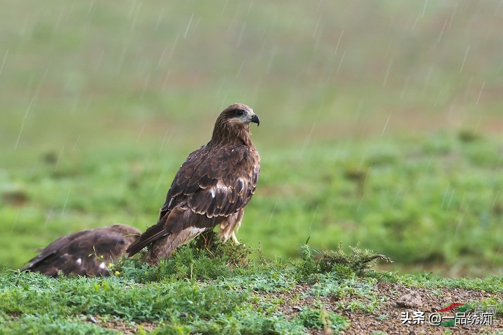 鸟类名字生僻字,带有鸟字的生僻字