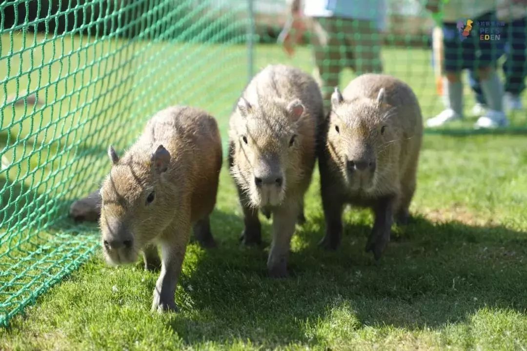 2021古滇星光跨年音乐嘉年华,昆明跨年古滇七彩云南欢乐世界