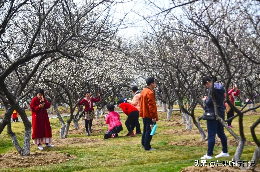 广州除了萝岗还有什么地方看梅花,广州萝岗还有梅花看吗