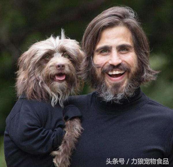 狗狗冷知识500条,狗狗柯基冷知识