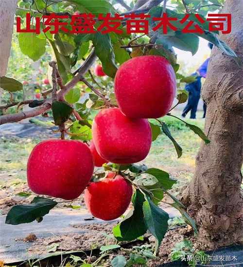 鲁丽苹果苗栽培视频,苹果苗新品种鲁丽成熟时间