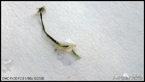 鱼身上锚头鳋怎么处理,鱼身有白色附着物