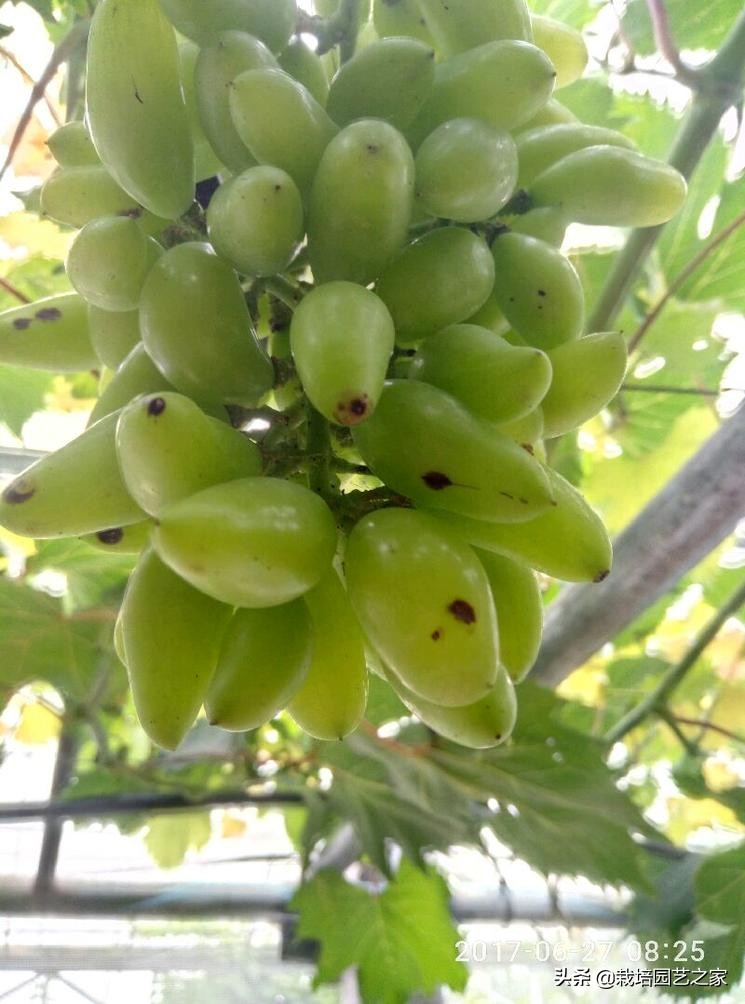 病害：这些图例都是黑痘病，危害很大，注意平时防范