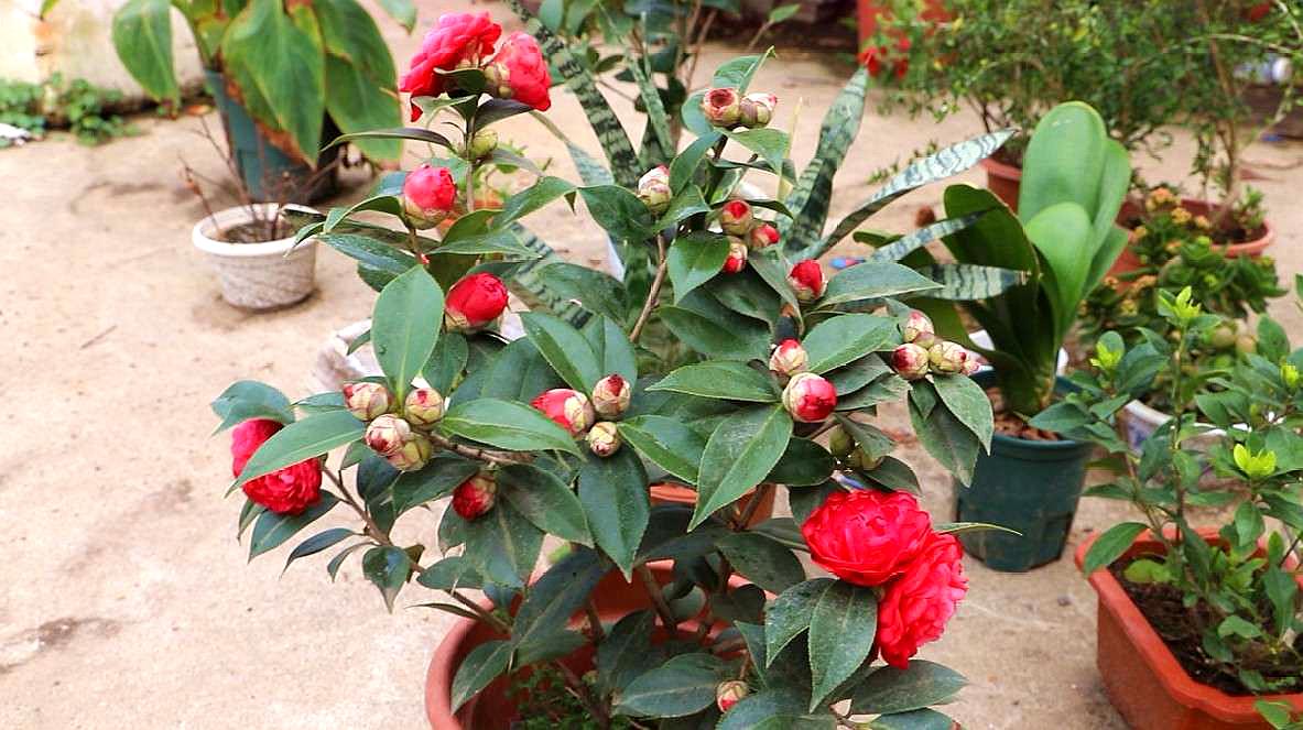 适合9月份养的绿植,四季最好养的10种花