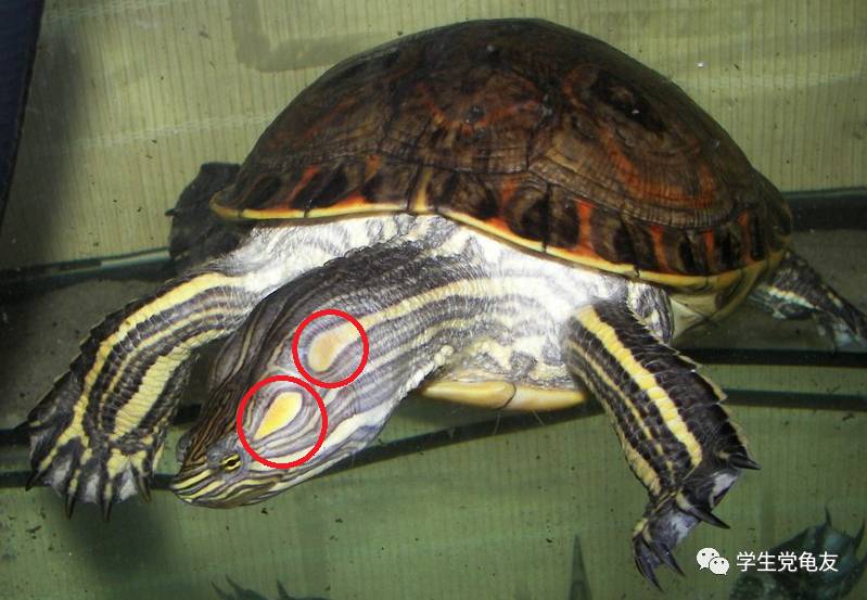 真假李逵——我们买到的“大河甜甜圈”是何许龟也?