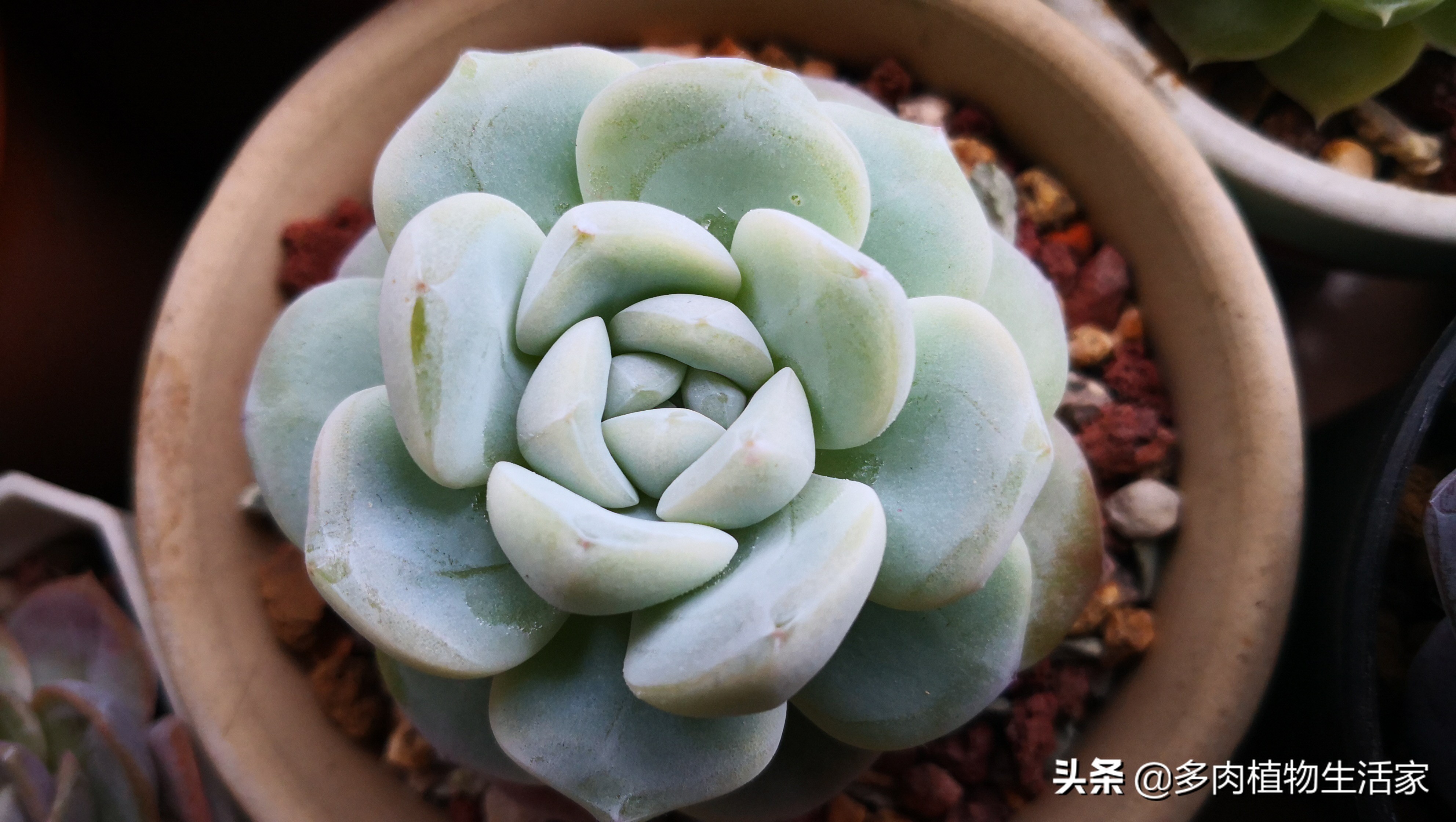 生石花多肉多久蜕皮,多肉生石花种子发芽过程