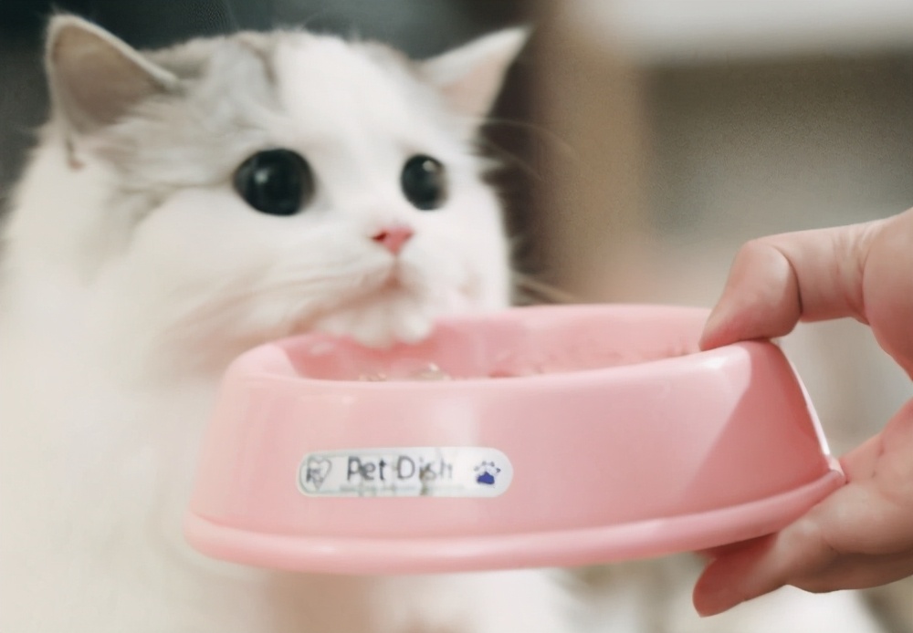 满月猫咪拉稀尾端带血,满月猫咪拉稀怎么办土办法