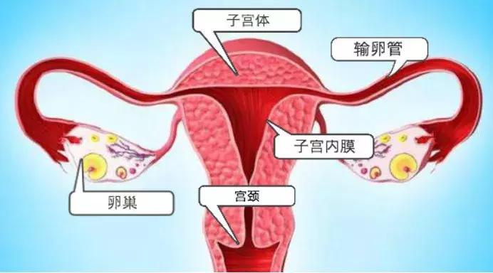 最有营养的芝士,一生中最好的芝士