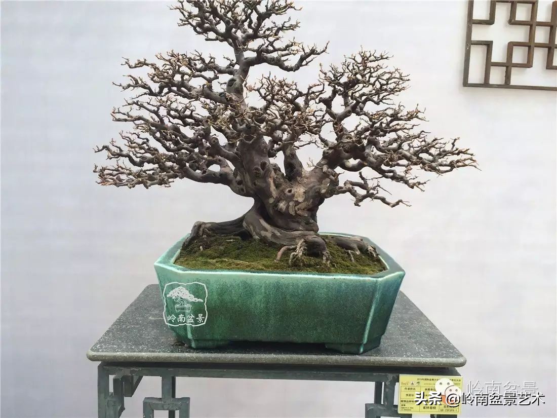 精品雀梅盆景名称,值得收藏的盆景作品欣赏